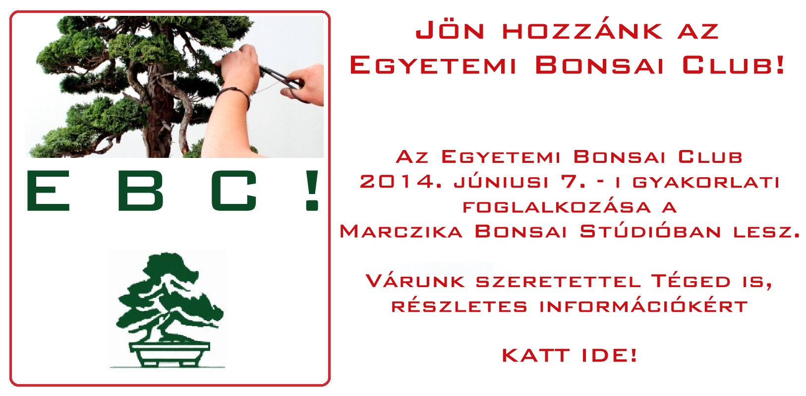 egyetemi bonsai club gyakorlati foglalkozas a marczika bonsai kerteszetben